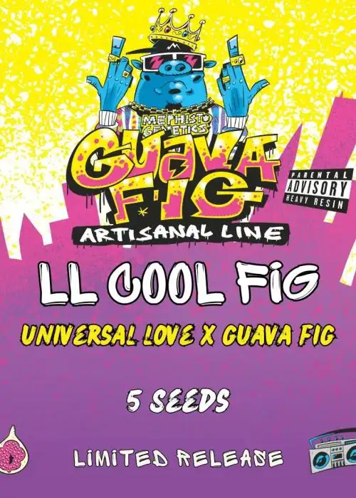 LL Cool Fig