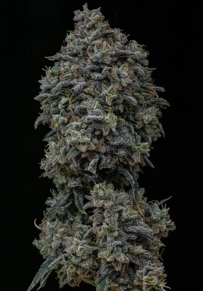 Gelauto #33
