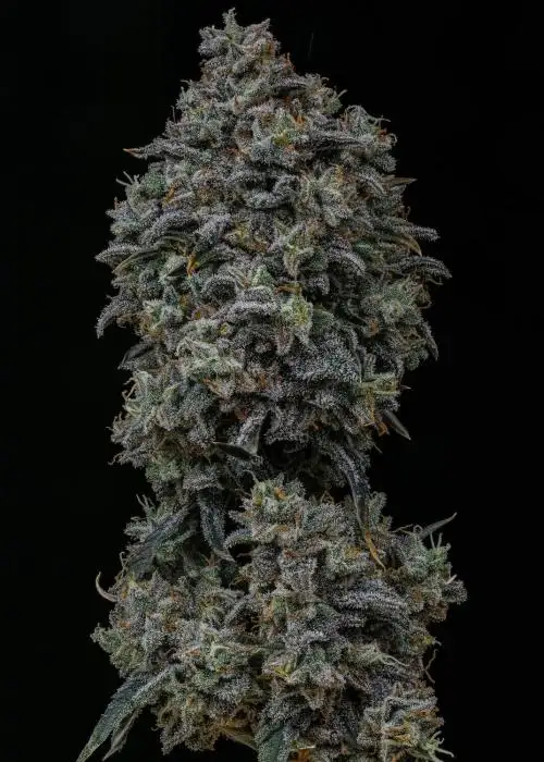 Gelauto #33