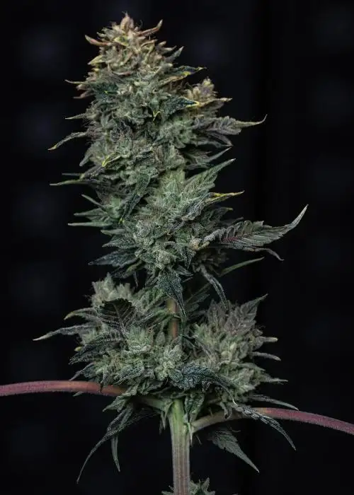 Kiwi Lime 1