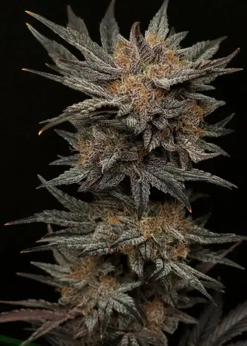 Mephisto's Grape Crush