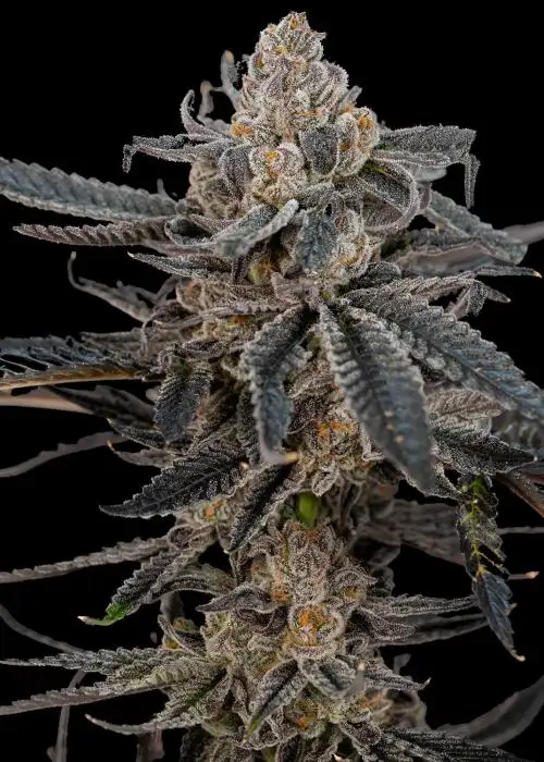 Black Dynamite
