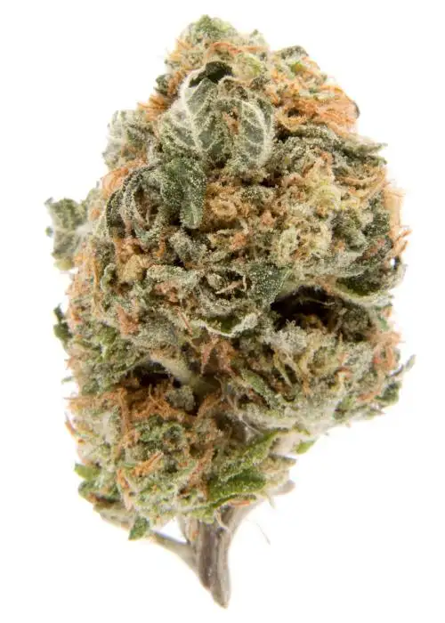 Blueberry Sundae