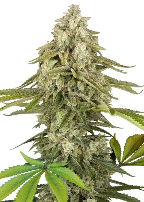 Tangie Jungle Juice