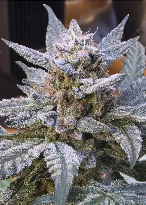 Blue Ribbon
