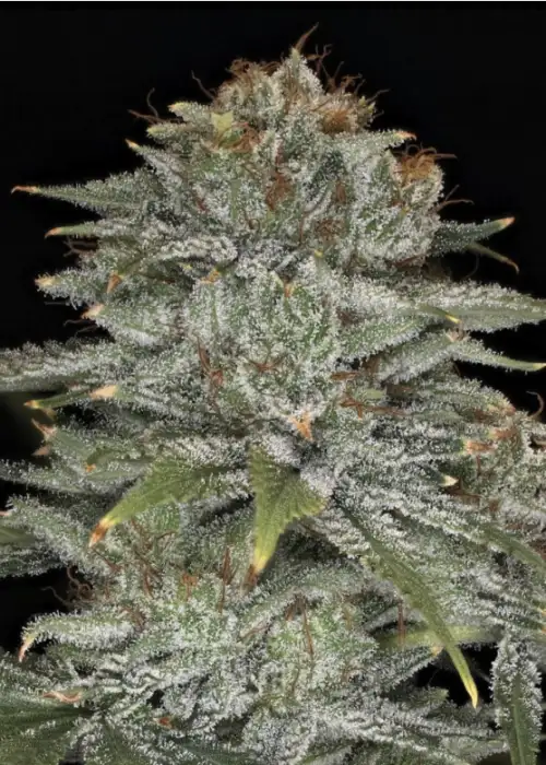 Crinkled Cookies F4