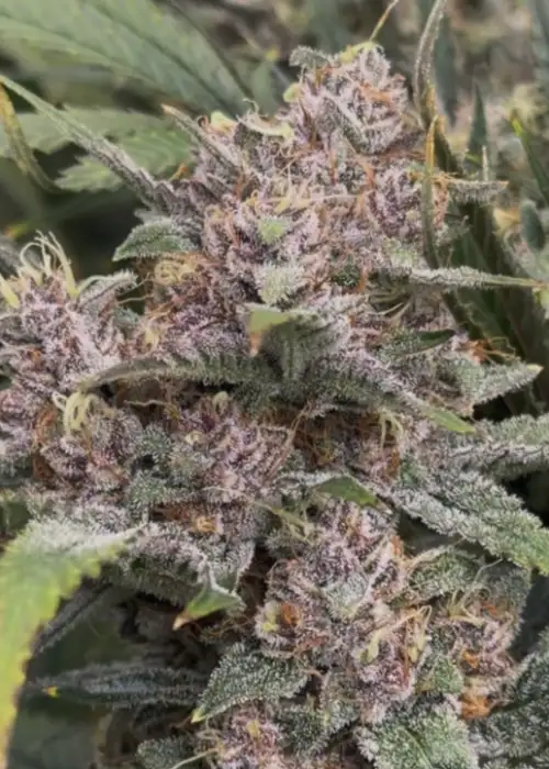 Purple Banana Popesicle