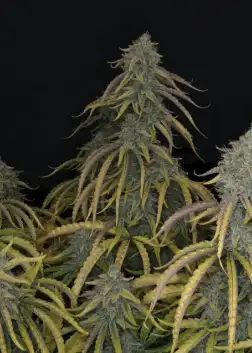 Skunk Whistle F4