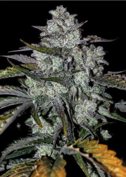 Banana OG Auto F4
