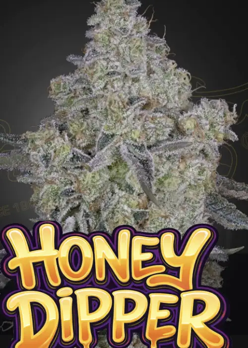 Honey Dipper