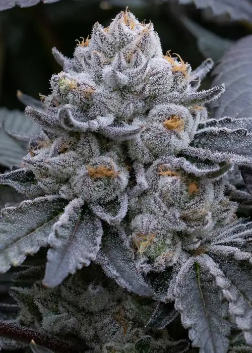 Kiwi Lime OG