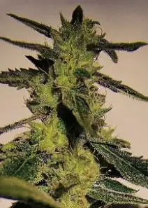 Godzilla Glue
