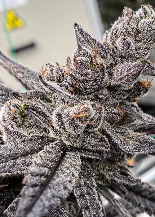 Gorilla Nut