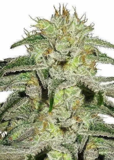 White Lightning