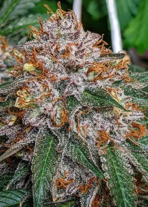 Fruitopia