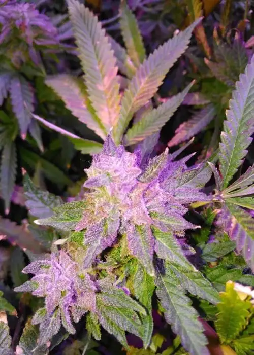 Donatello Kush