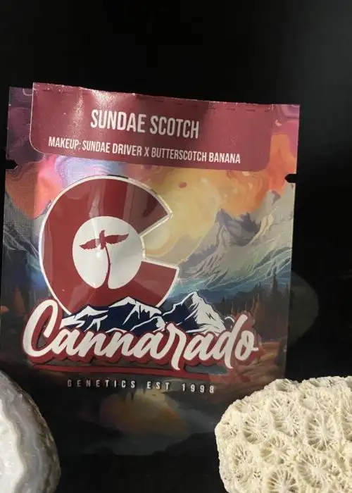 Sundae Scotch