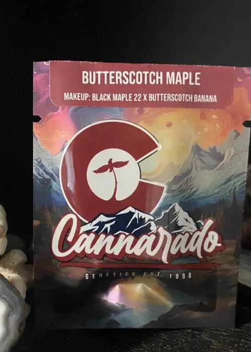 Butterscotch Maple