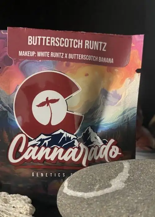 Butterscotch Runtz