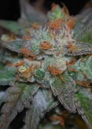 Green Dragon