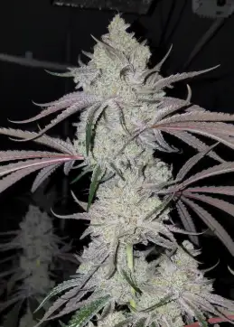 MAC 3