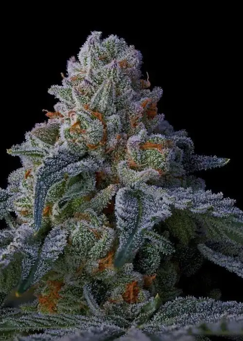 Simply Grape