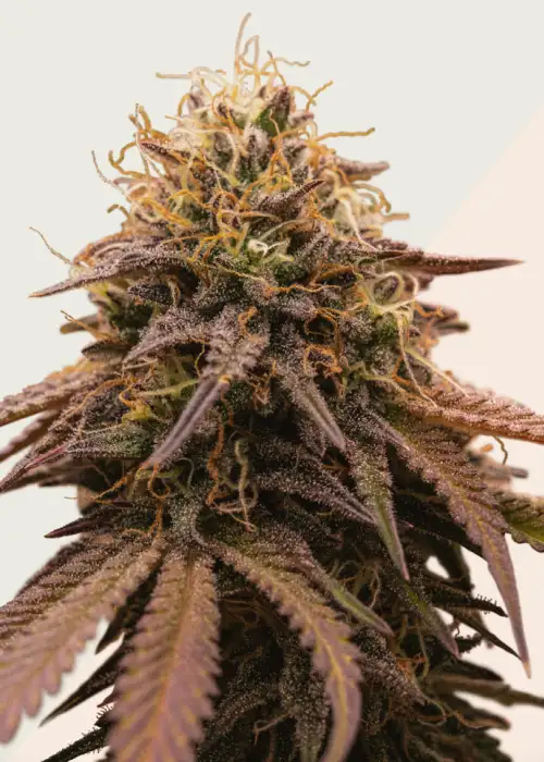 Cherry Grapefruit