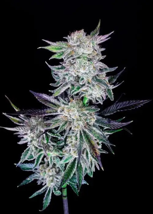 Purple Frost