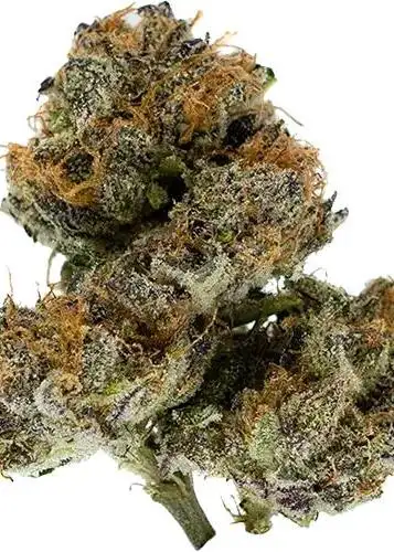G Purps