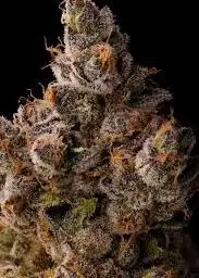 Purple Punch x Jungle Cake