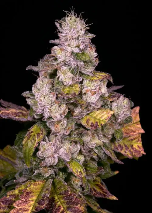Planet Diesel