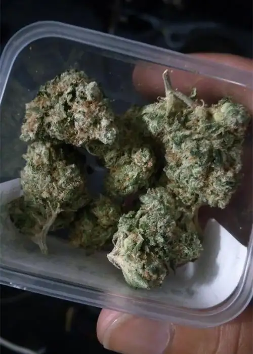 Tangie Sunrise