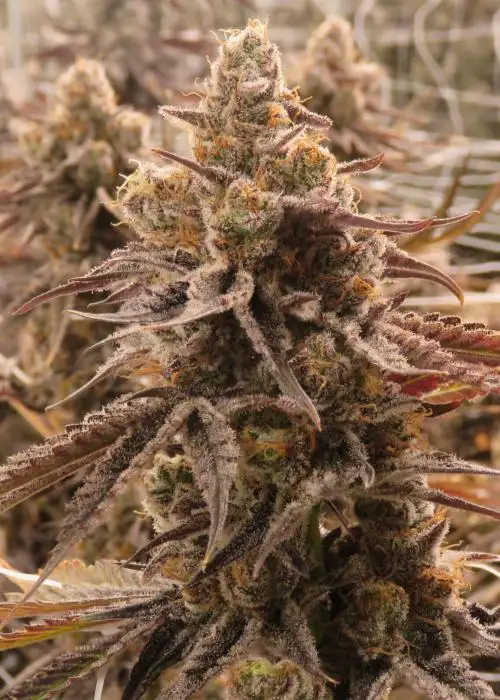 Sour Gelato