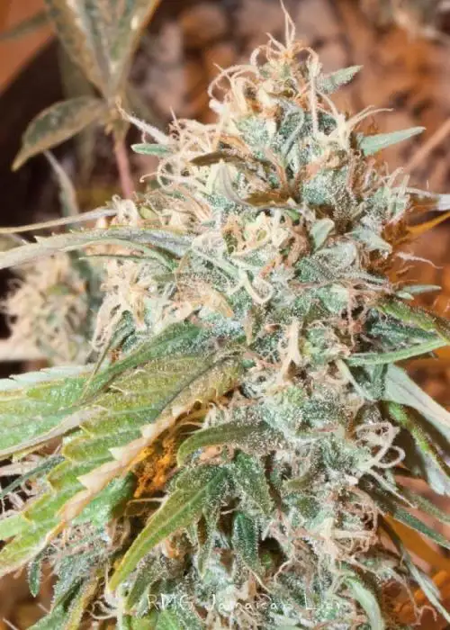 Jamaican Lion