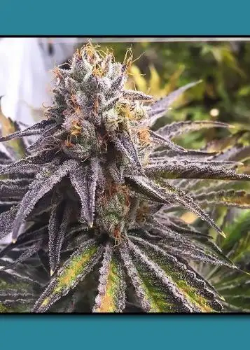 Key Lime Kush