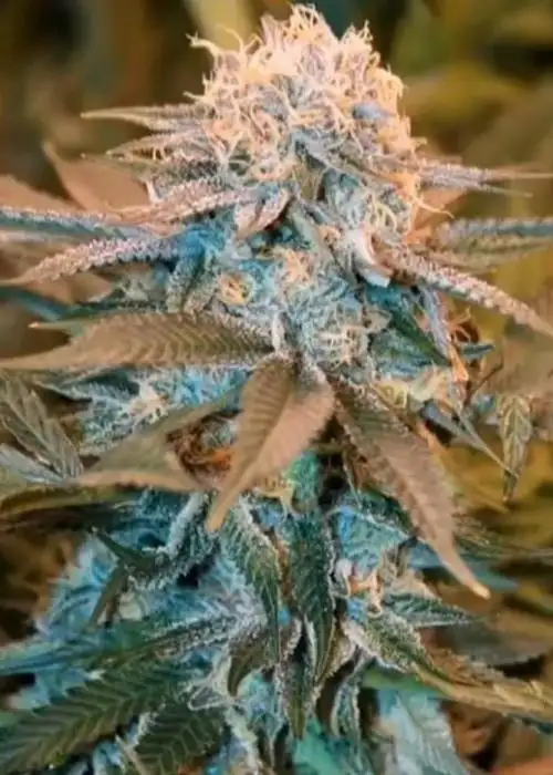 Magic Pineapple Gelato