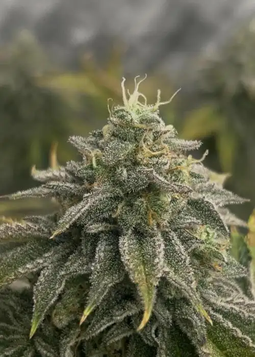 Funky Monkey