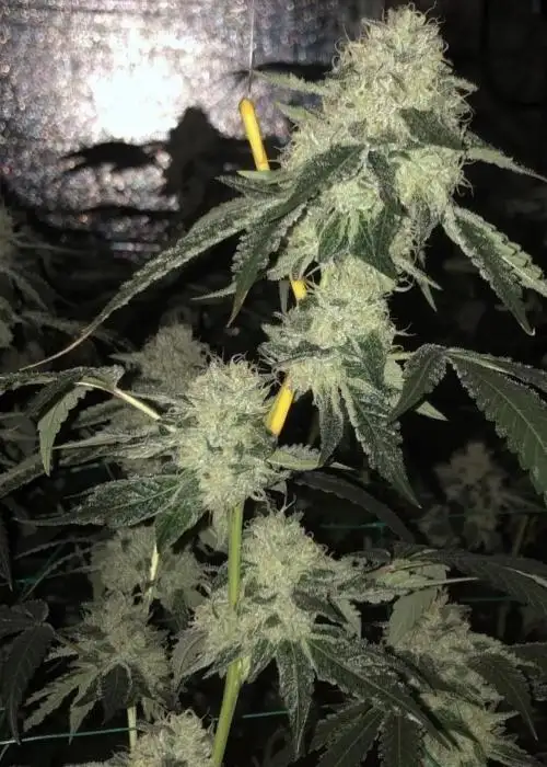 Breesh