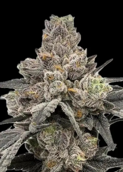 Fumeberries