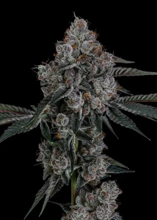 Lemon Ztrawz