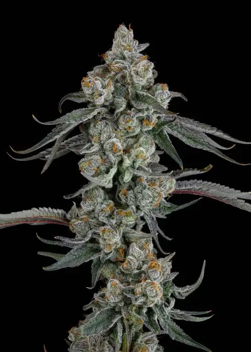 Pineapple Bang