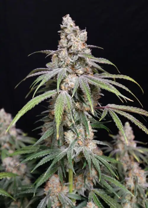 Funkberry Kush 2.0