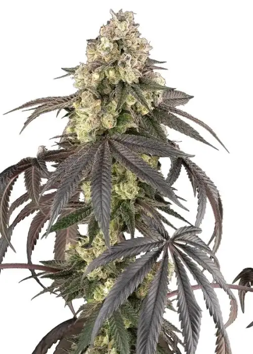 Sour Sherb