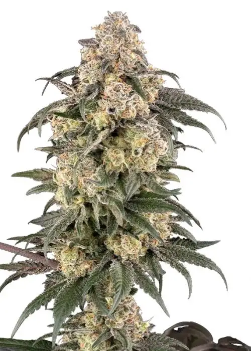 Chocolate Bananza