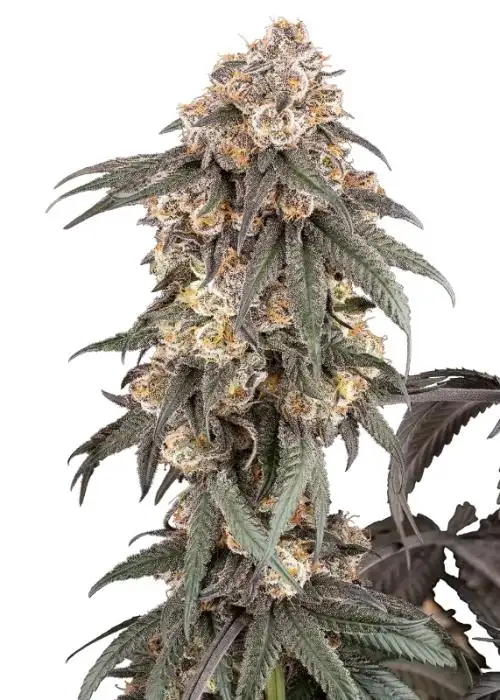 Gasoline Sherblato