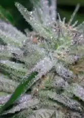 Deep Chunk