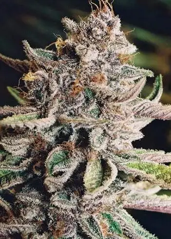 Blueberry Jam