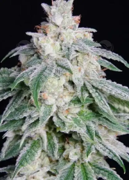 Sunshine Kush