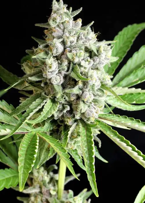 Strawberry Lemonauto