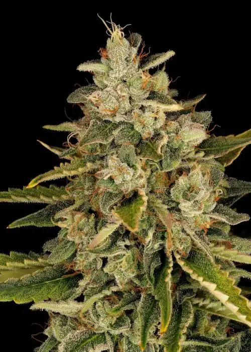 ZOgreberry